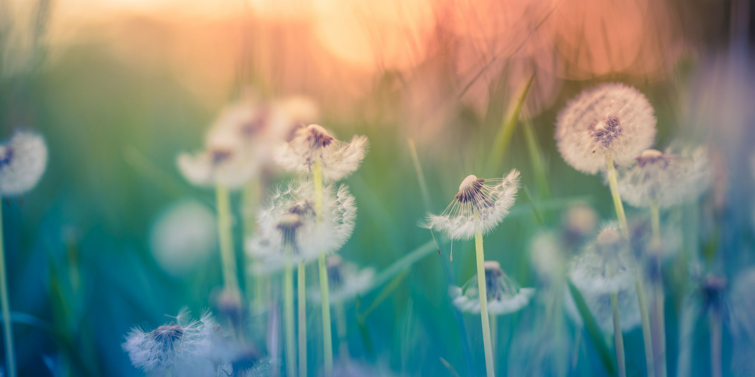 Eine Pusteblume im Wind