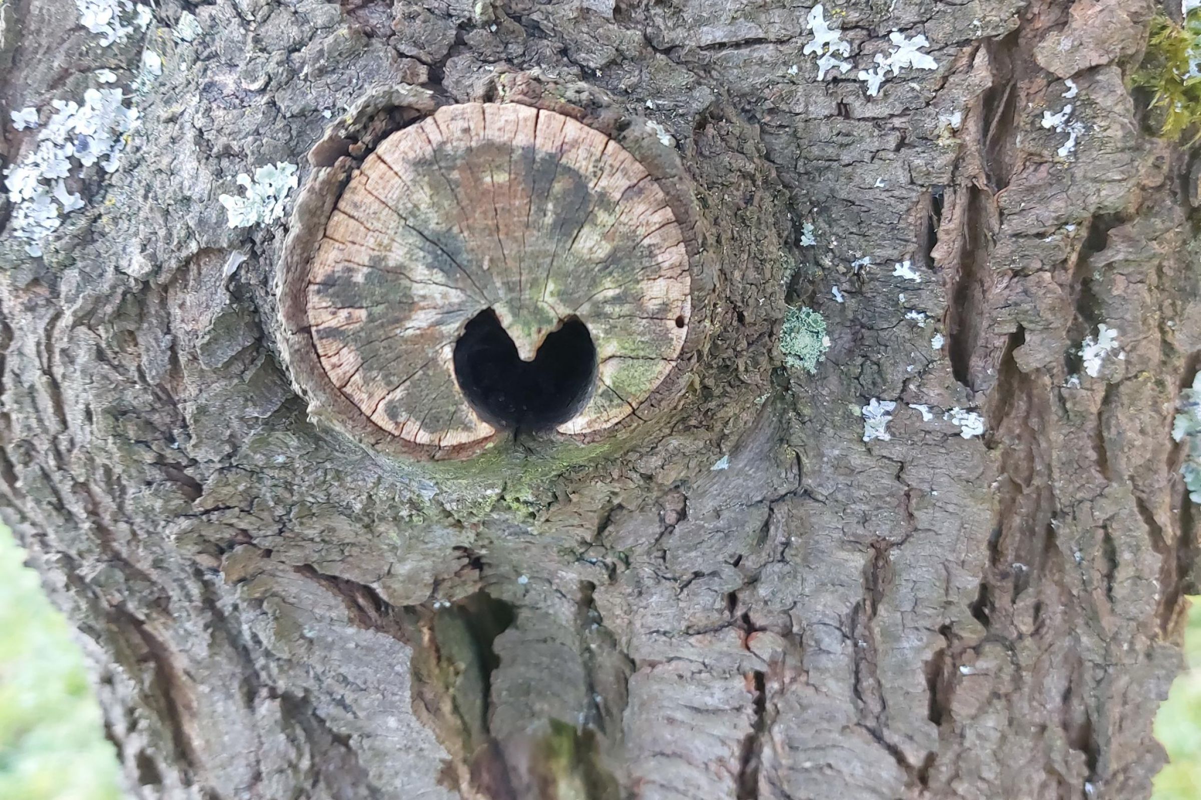 Baumstamm mit Astloch ähnlich eines Herzens