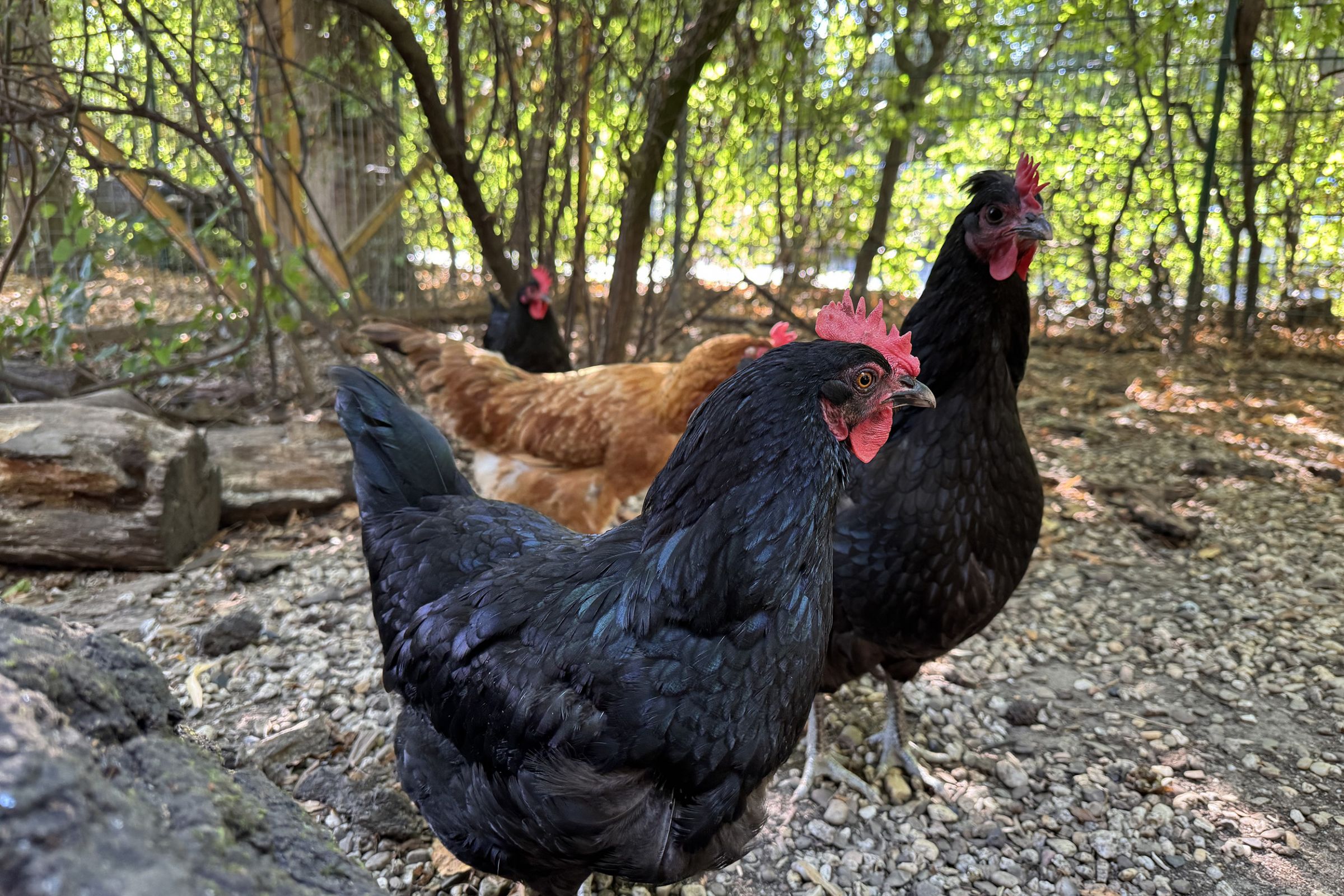 Mehrere schwarze und braune Hühner auf dem Außengelände der Kita Arche Kunterbunt in Monheim.