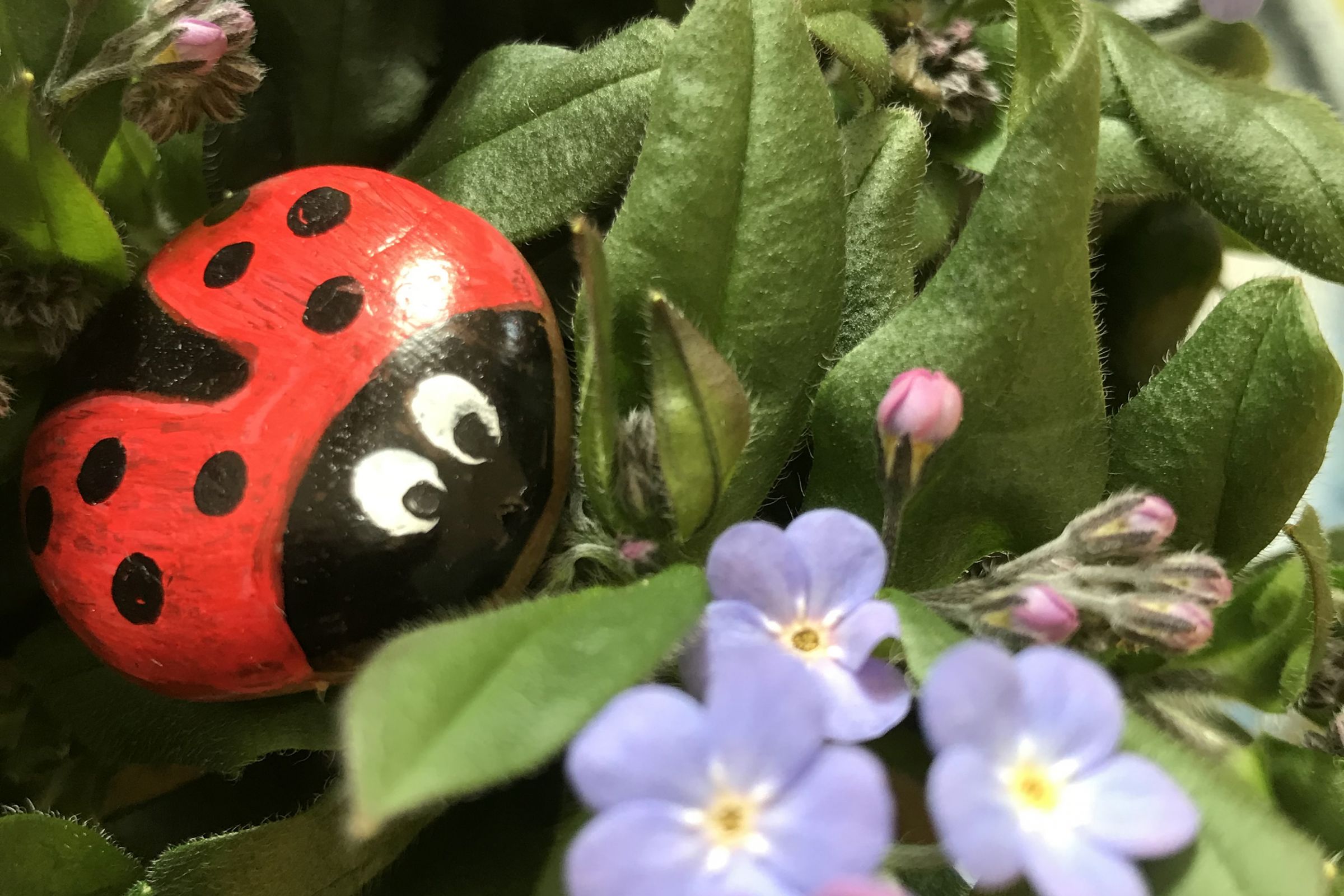 Ein Marienkäfer aus Holz auf Vergissmeinnicht Blumen. 