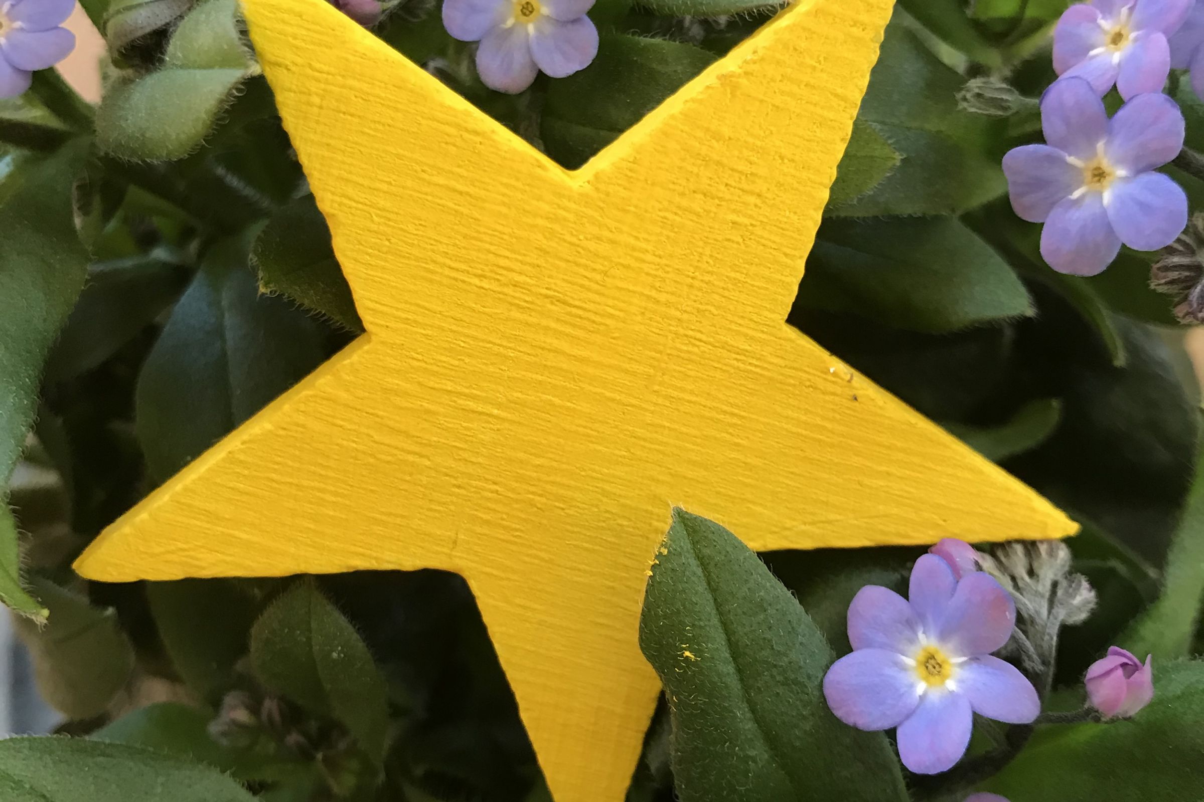 Ein gelber Stern aus Holz mit Vergissmeinnicht Blumen. 