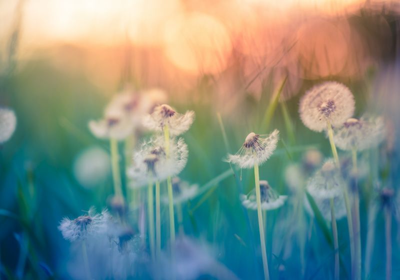 Eine Pusteblume im Wind